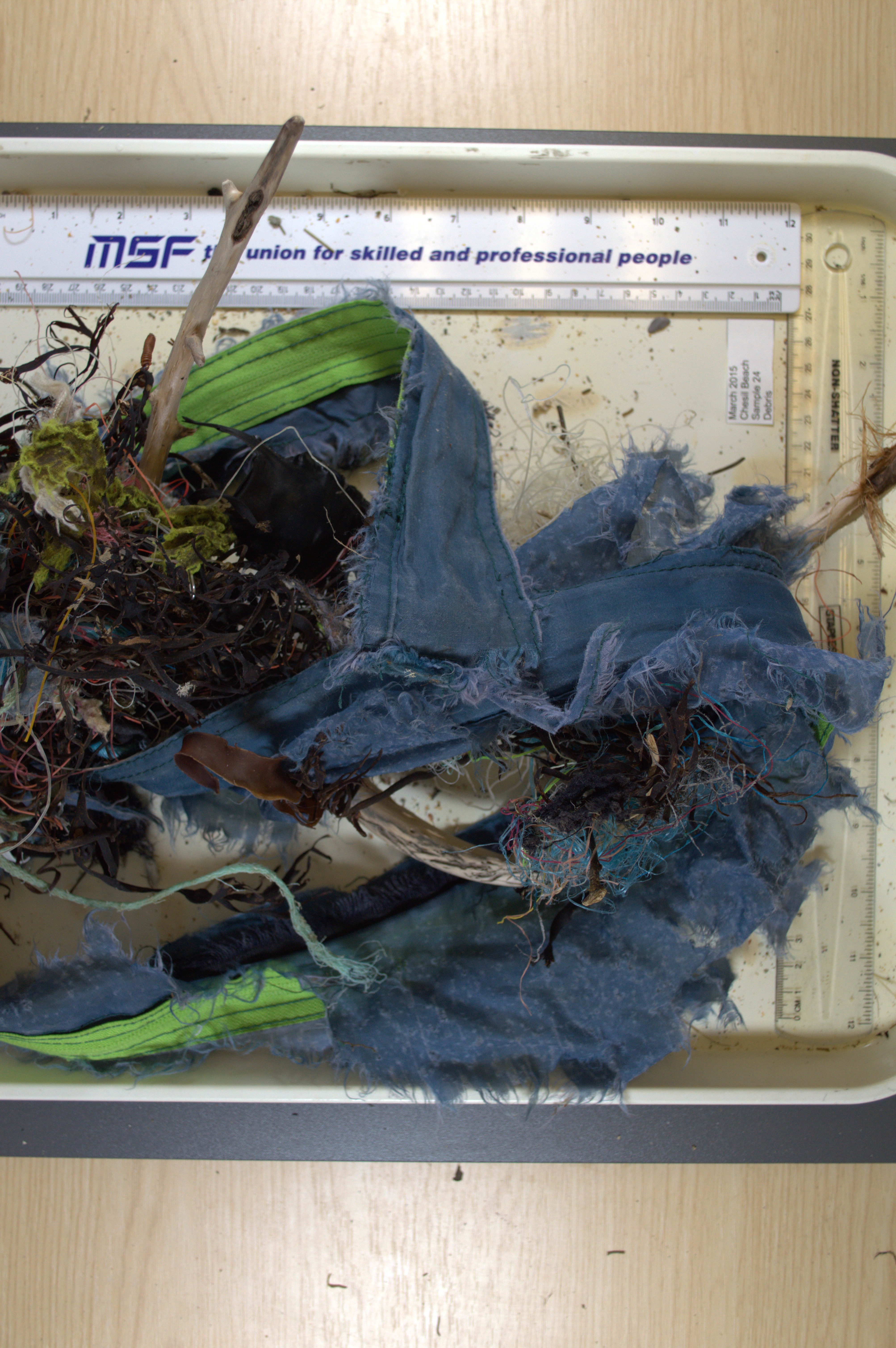 Sea fangles – aMER – applied Marine Ecosystems Research