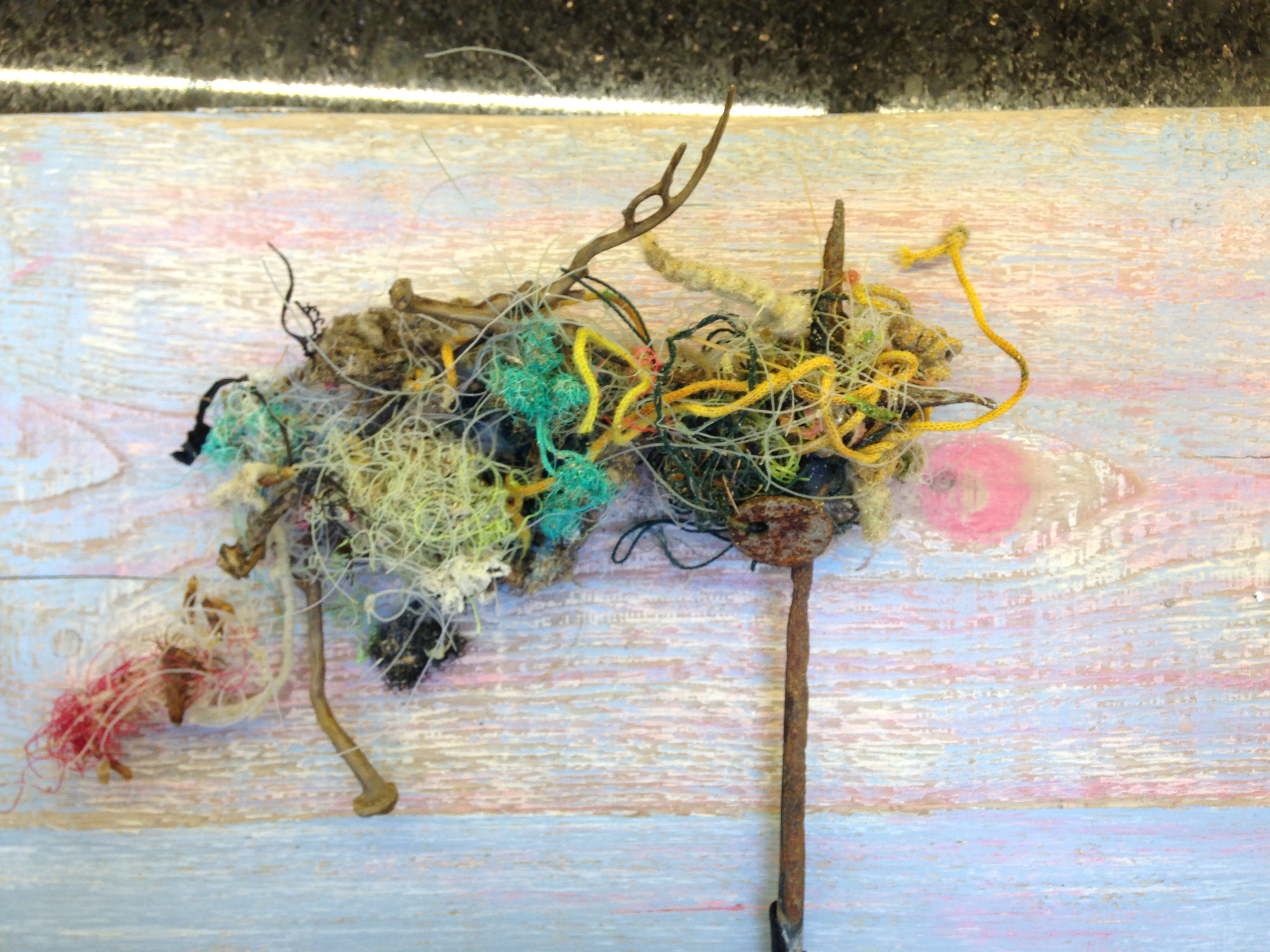 Sea fangles – aMER – applied Marine Ecosystems Research