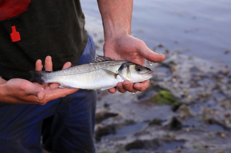 Our first tagged bass