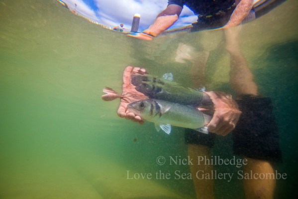 bass_release_Nick_Philbedge