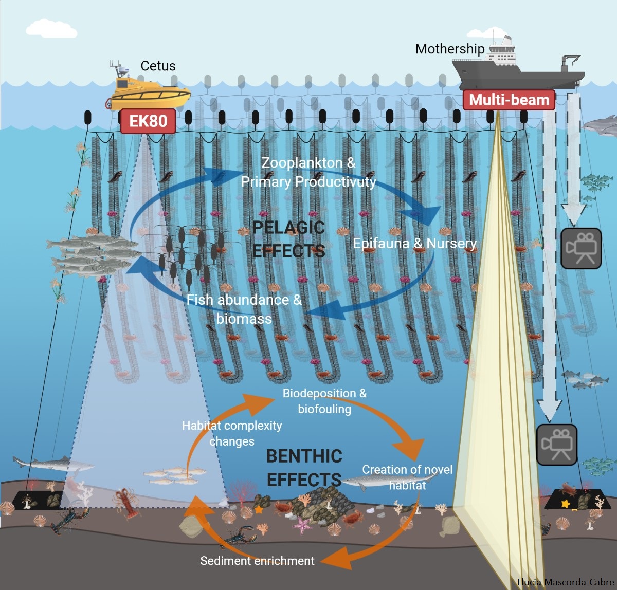 Ropes to Reefs FISP – aMER – applied Marine Ecosystems Research